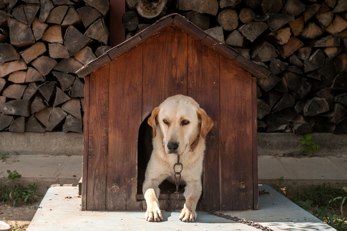 Build a Doghouse