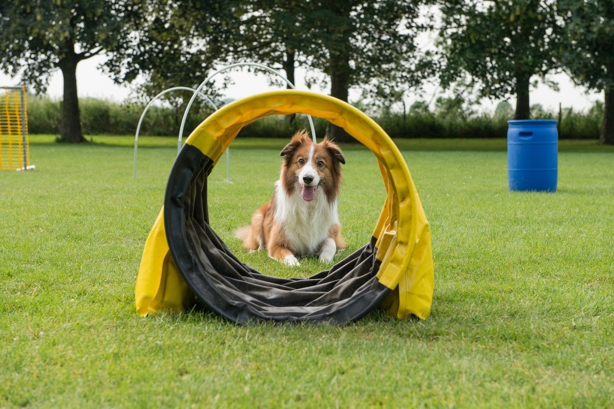 Pet Olympics
