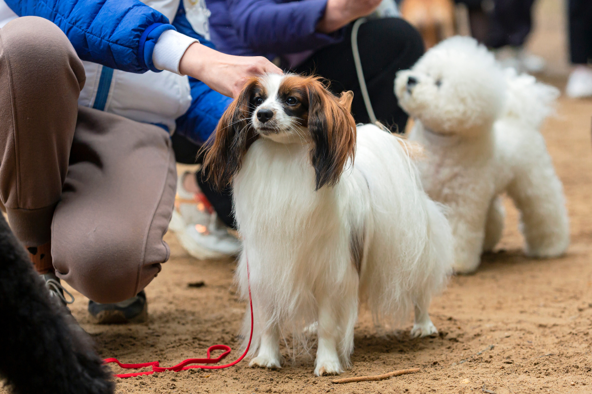 Pet Show